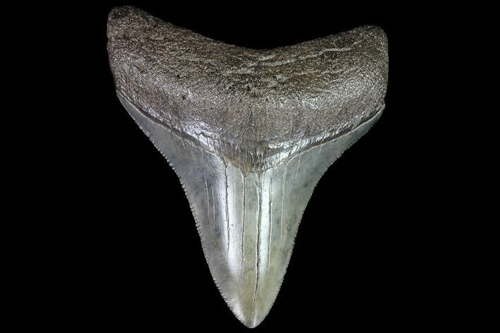 Serrated, Fossil Megalodon Tooth - Georgia #83940